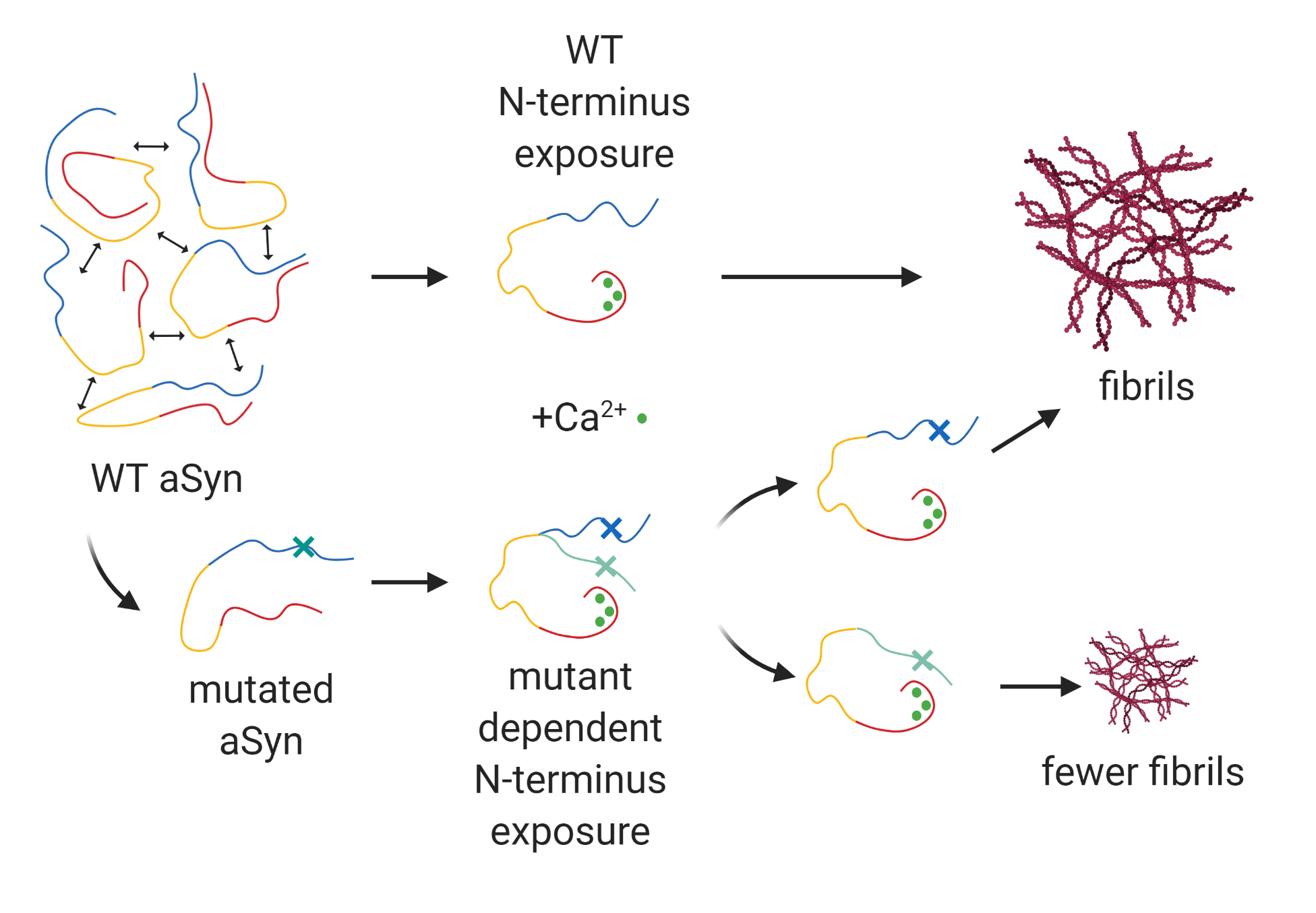 Figure showing that increased N-terminus exposure leads to the formation of more aggregated fibrils of both wild-type and mutated aSyn