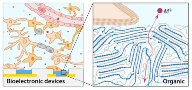 Cartoon illustrating excellent interfacing between organic electronic materials and biology