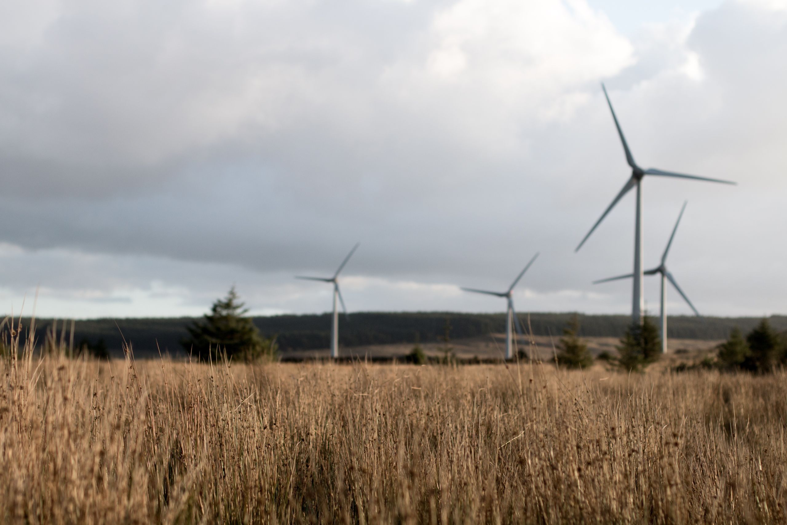 Wind turbines next to a field of wheat