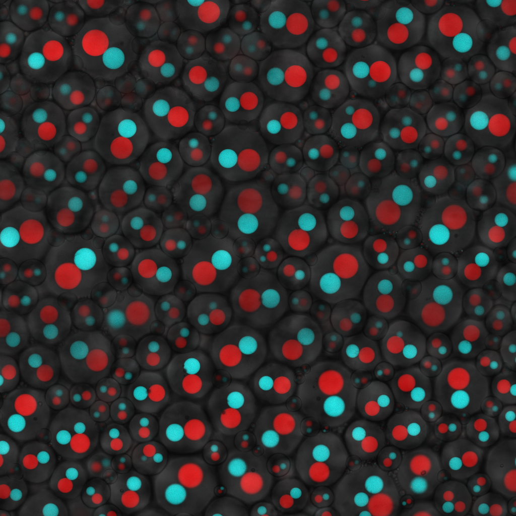 Collection of red and cyan spheres encased in larger cells