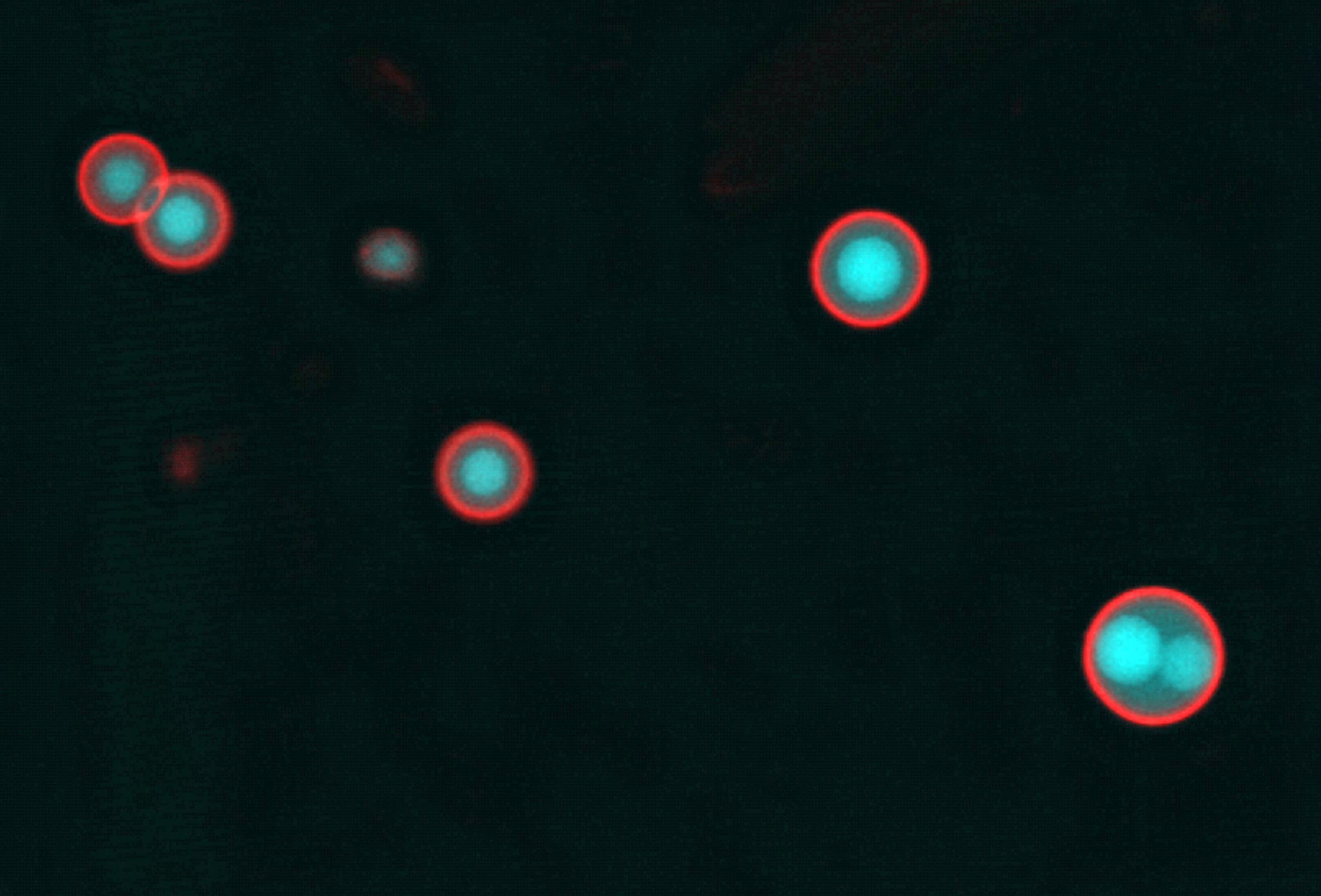 Close-up microscopy with just a few coloured cells showing