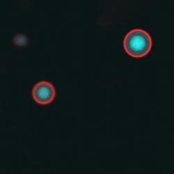 Close-up microscopy with just a few coloured cells showing