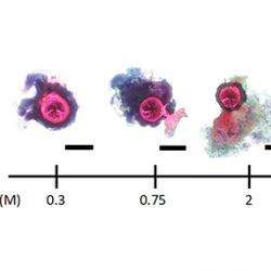 A chemical garden that’s also a chemical clock 